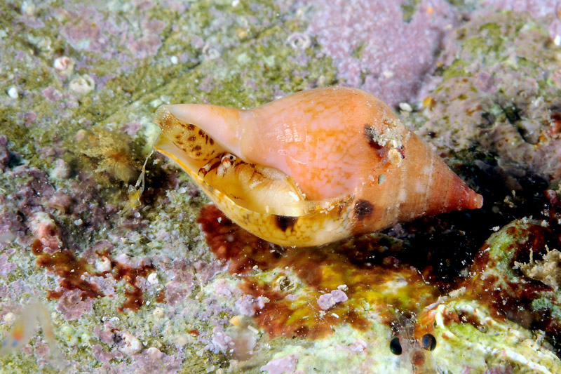 Prosobranco